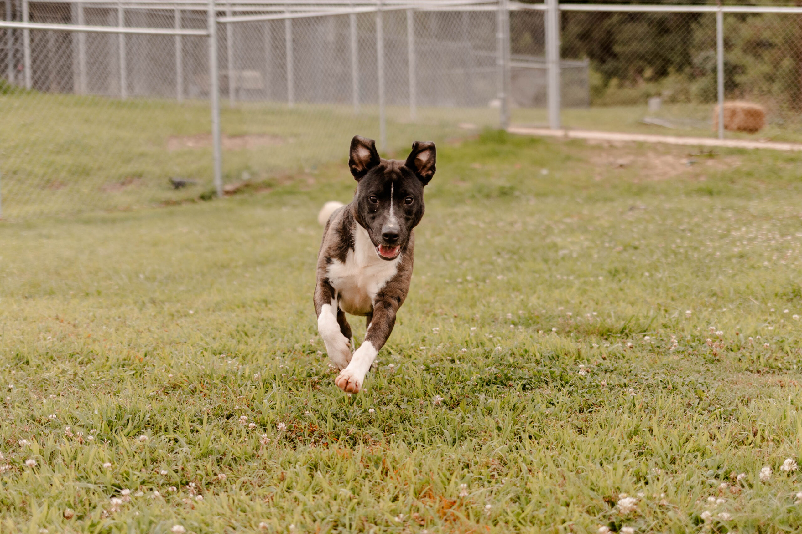 Paws and give thanks minis | North Alabama, Georgia, and Tennessee photographer
